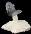 Flying Paralejurus Trilobite Fossil - Natural Work Of Art #49580-1